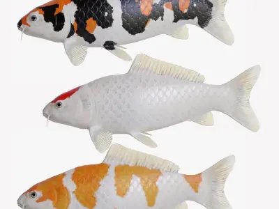 Koi Carp Pack 3D model