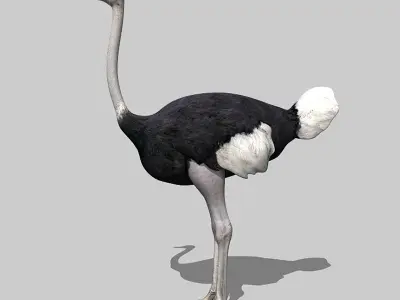 Ostrich 3D model get