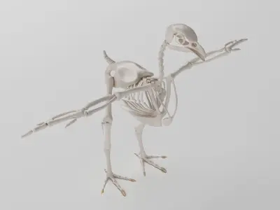 Chicken skeleton in T-pose for rigging 3D model