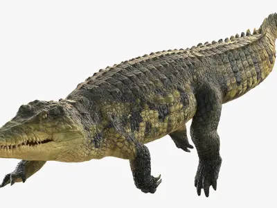 Animated Crocodile Swiming Rigged for Maya 3D model