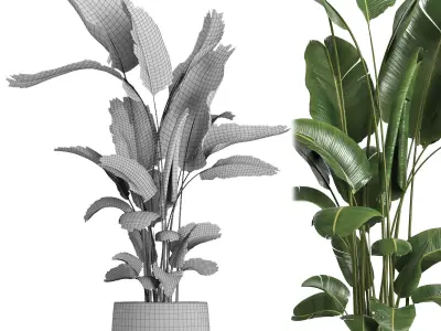 indoor plant 057 3D model