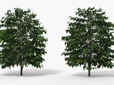 Coffee Plant with Dense Foliage Green 3D model