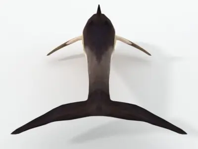 Dolphin Listed Low-poly 3D model