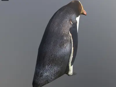 Yellow eyes penguin Low-poly 3D model