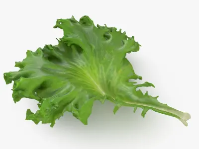  Lettuce Collection 1 