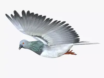 Pigeon Low-poly 3D model order