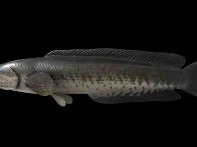 Snakeheadfish 3D model