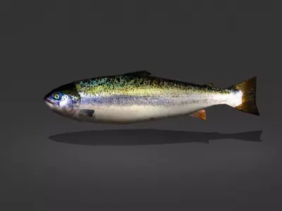 Norwegian Salmon Low-poly 3D model