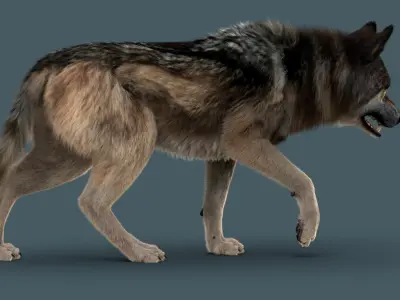 Wolf FUR 3D model
