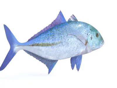 Trevally Fish 3D model buy