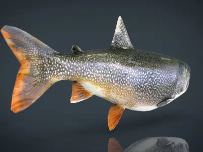 TROUT brook Low-poly 3D model