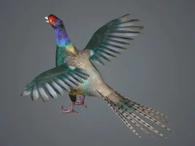pheasant bird feathers feather birds animals  nature 3D model