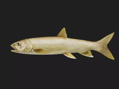 Trout Low-poly 3D model 3