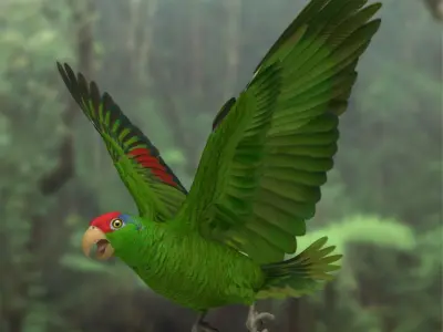Amazona Viridigenalis 'Red-crowned Amazon Parrot' 3D model