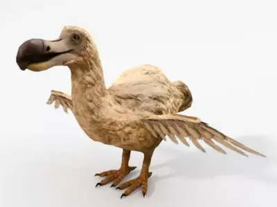 Dodo - Raphus cucullatus Low-poly 3D model