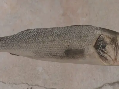 Sea bass Fish Photorealistic  3d model Rigged Animated Low poly Low-poly 3D model