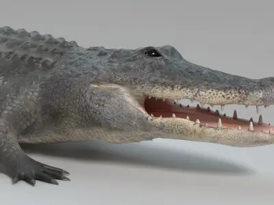 Alligator Animated 3D model