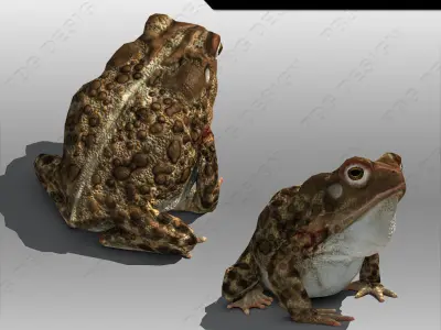 Toad Animated Low-poly 3D model