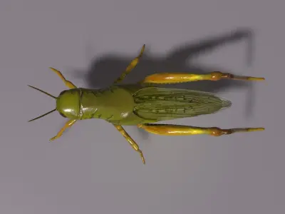 Grasshopper Asset Low-poly 3D model