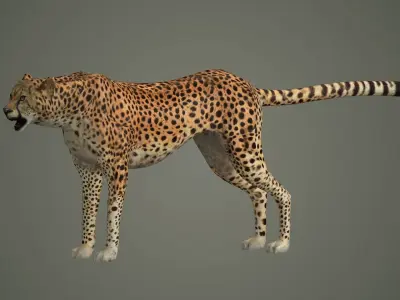cheetah wildlife cat mammal leopard safari wild nature panthera  3D model