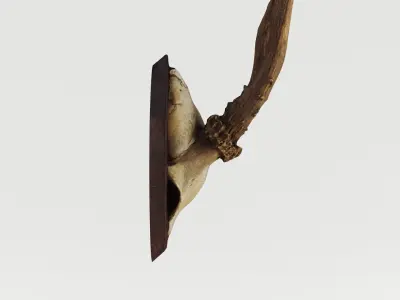 Deer Antler Trophy 3D model