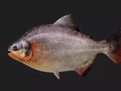 Carp fish Low-poly 3D model order