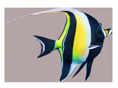 Fish Zanclus Cornutus Low-poly 3D model