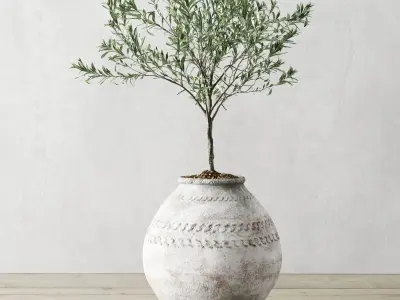 Olive European In Antique Vessels 3D model