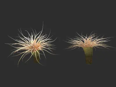 coral collection grapes 3D model
