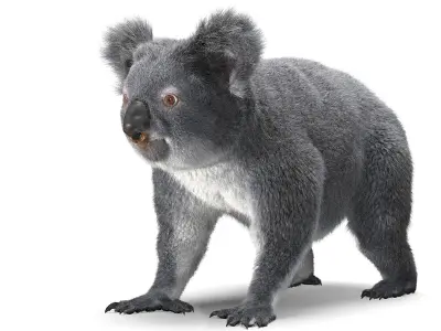Koala 3D model order