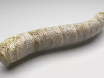 Silkworm 3D model