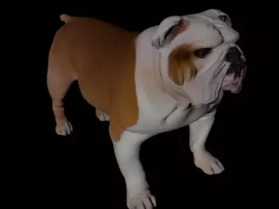 English Bulldog DOG 3D MODEL 3D model
