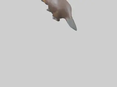 Platypus foraging model Low-poly 3D model