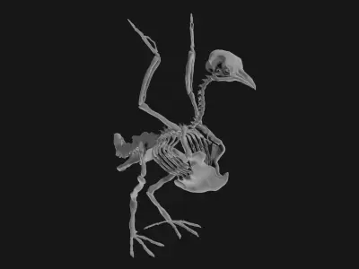 Pigeon skeleton 3D model