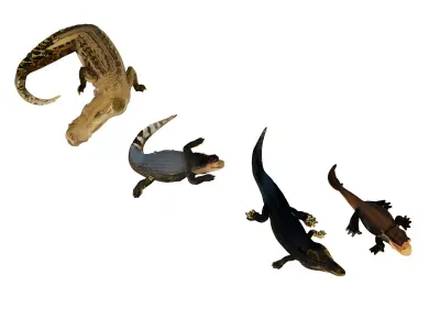Crocodile 3D model purchase