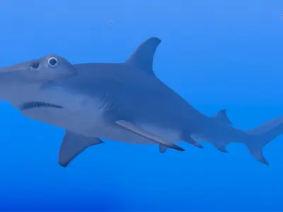 Hammerhead Shark Low-poly 3D model 6
