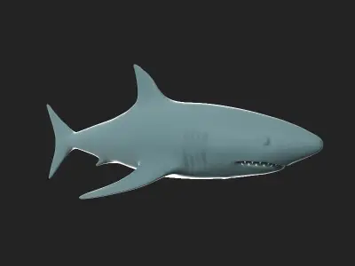 The Shark 3D model