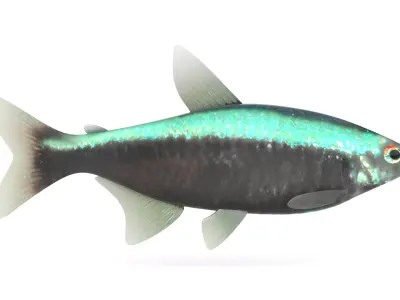 Neon Tetra Fish 3D model buy