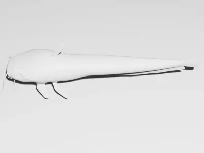 European Wels Fish - Base Mesh Low-poly 3D model