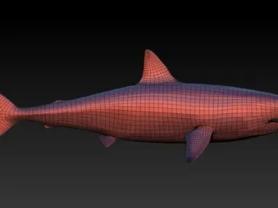 base shark Low-poly 3D model