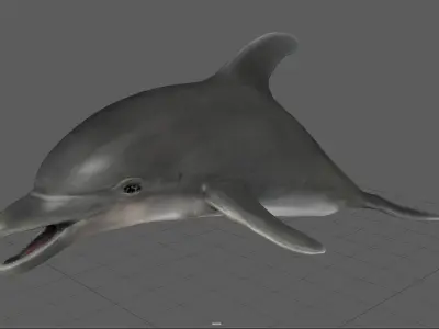 dolphin Low-poly 3D model get
