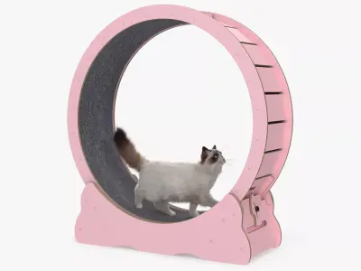 Ragdoll Cat Walking on Exercise Wheel Fur 3D model