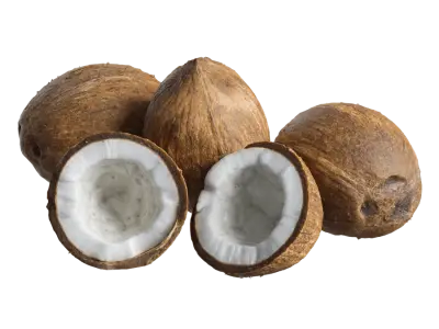  Coconut Models  purchase