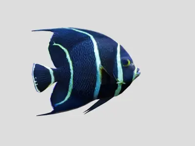 French Angelfish Realistic Animated Low-poly 3D model