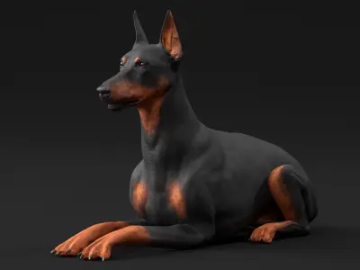 Doberman Pinscher Dog Lying Down 3D model