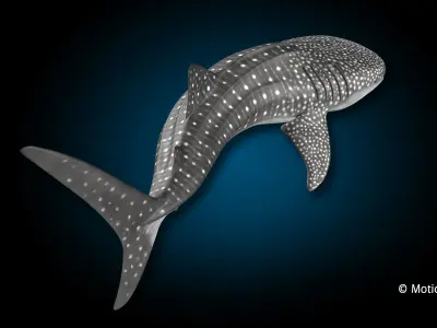 Whale Shark 3D model shop