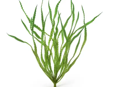 Crinum calamistratum 3D model