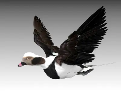 Long-tailed Duck Low-poly 3D model