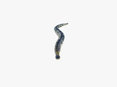 Anaconda Free 3D model