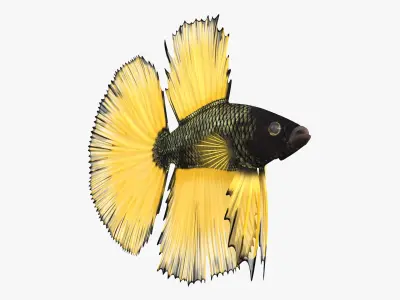  Betta Fish Aquarium Pet Rigged for Cinema 4D 